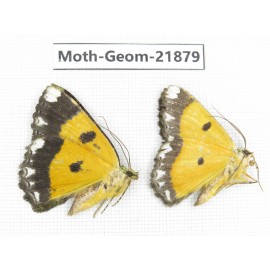 Geometridae sp. China, Tibet, Linzhi, Motuo county. 2Pcs. Moth-Geom-21879.