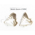 Geometridae sp. China, Tibet, Linzhi, Motuo county. 2Pcs. Moth-Geom-21896.