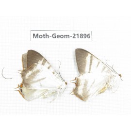 Geometridae sp. China, Tibet, Linzhi, Motuo county. 2Pcs. Moth-Geom-21896.