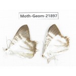 Geometridae sp. China, Tibet, Linzhi, Motuo county. 2Pcs. Moth-Geom-21897.