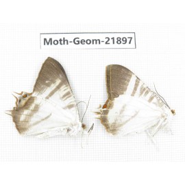 Geometridae sp. China, Tibet, Linzhi, Motuo county. 2Pcs. Moth-Geom-21897.