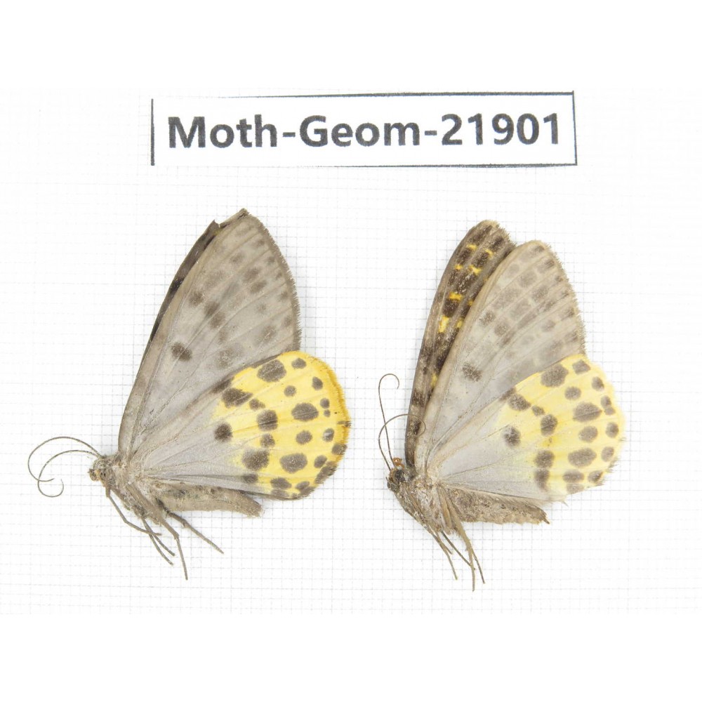 Geometridae sp. China, Tibet, Linzhi, Motuo county. 2Pcs. Moth-Geom-21901.