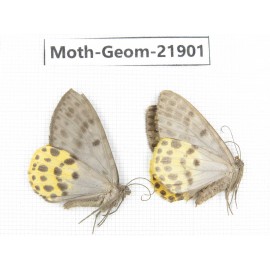 Geometridae sp. China, Tibet, Linzhi, Motuo county. 2Pcs. Moth-Geom-21901.