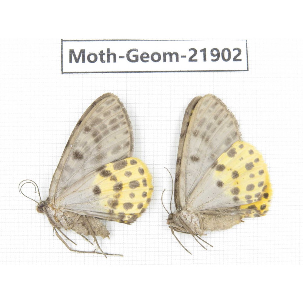 Geometridae sp. China, Tibet, Linzhi, Motuo county. 2Pcs. Moth-Geom-21902.