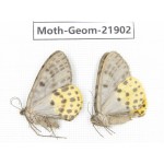 Geometridae sp. China, Tibet, Linzhi, Motuo county. 2Pcs. Moth-Geom-21902.