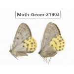 Geometridae sp. China, Tibet, Linzhi, Motuo county. 2Pcs. Moth-Geom-21903.
