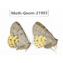 Geometridae sp. China, Tibet, Linzhi, Motuo county. 2Pcs. Moth-Geom-21903.