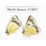 Geometridae sp. China, Tibet, Linzhi, Motuo county. 2Pcs. Moth-Geom-21907.