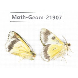 Geometridae sp. China, Tibet, Linzhi, Motuo county. 2Pcs. Moth-Geom-21907.