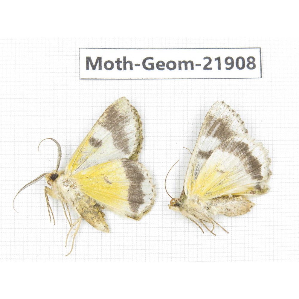Geometridae sp. China, Tibet, Linzhi, Motuo county. 2Pcs. Moth-Geom-21908.