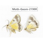 Geometridae sp. China, Tibet, Linzhi, Motuo county. 2Pcs. Moth-Geom-21908.