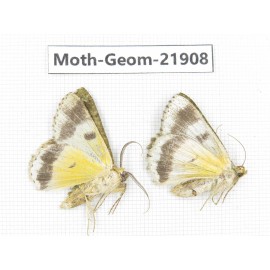 Geometridae sp. China, Tibet, Linzhi, Motuo county. 2Pcs. Moth-Geom-21908.