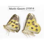 Geometridae sp. China, Tibet, Linzhi, Motuo county. 2Pcs. Moth-Geom-21914.