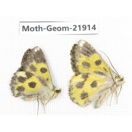 Geometridae sp. China, Tibet, Linzhi, Motuo county. 2Pcs. Moth-Geom-21914.