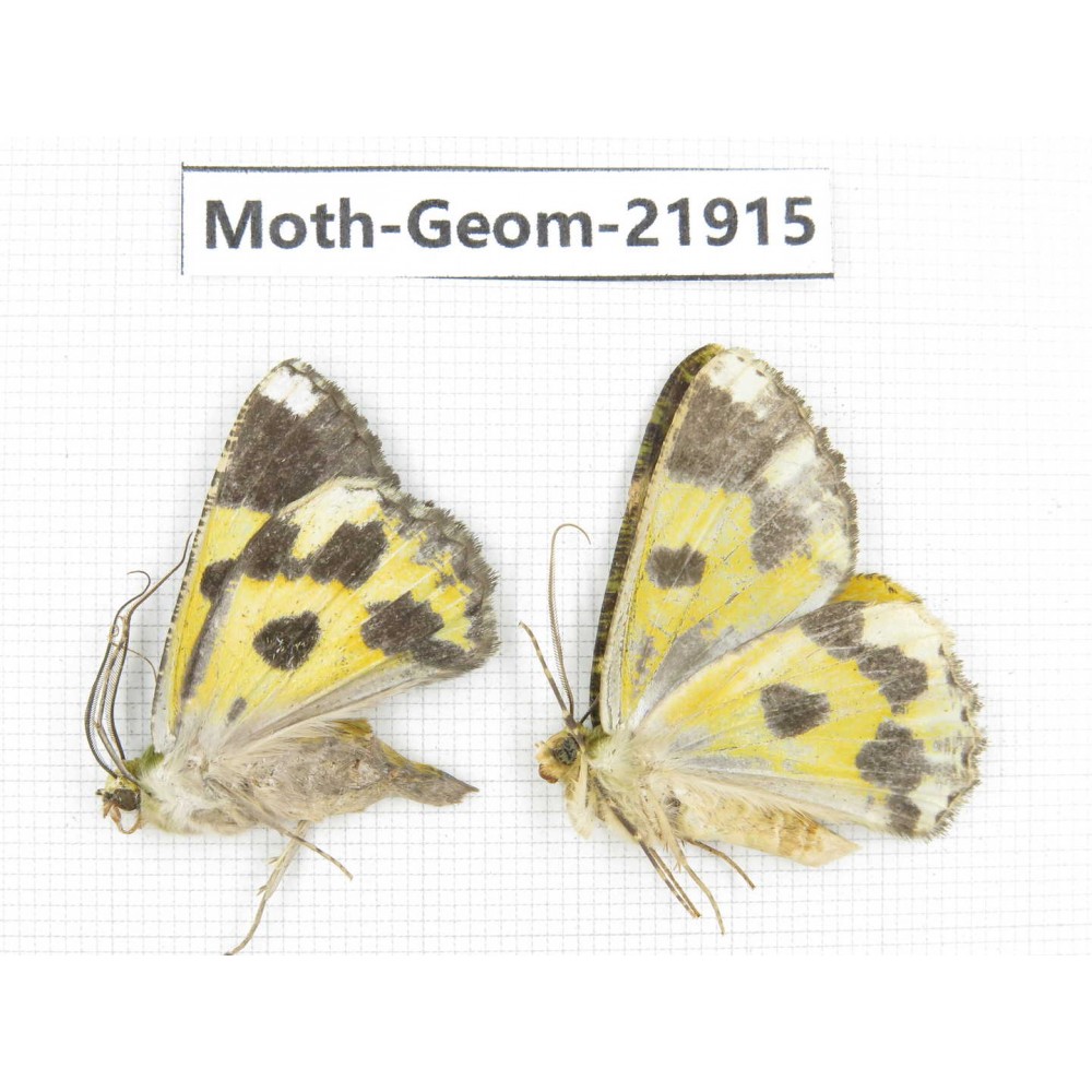 Geometridae sp. China, Tibet, Linzhi, Motuo county. 2Pcs. Moth-Geom-21915.