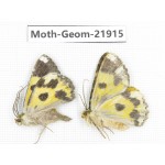 Geometridae sp. China, Tibet, Linzhi, Motuo county. 2Pcs. Moth-Geom-21915.