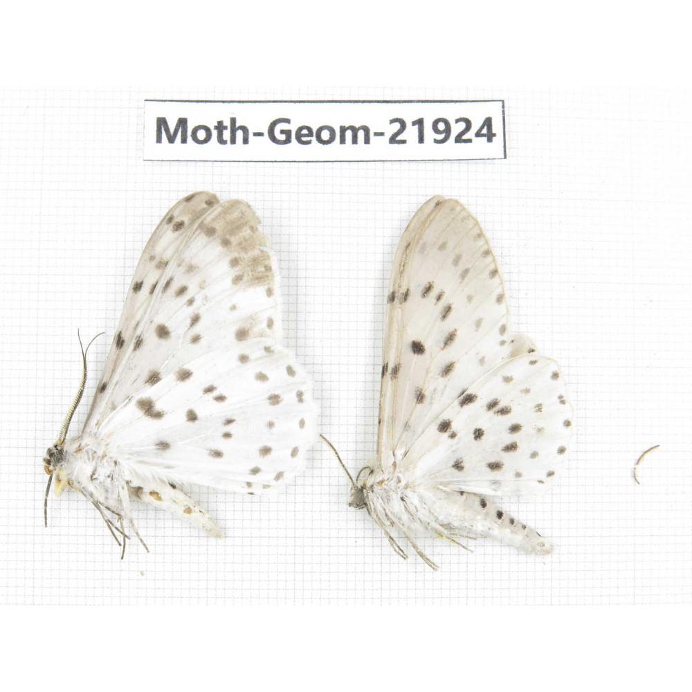 Geometridae sp. China, Tibet, Linzhi, Motuo county. 2Pcs. Moth-Geom-21924.