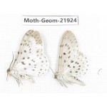 Geometridae sp. China, Tibet, Linzhi, Motuo county. 2Pcs. Moth-Geom-21924.