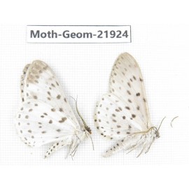Geometridae sp. China, Tibet, Linzhi, Motuo county. 2Pcs. Moth-Geom-21924.