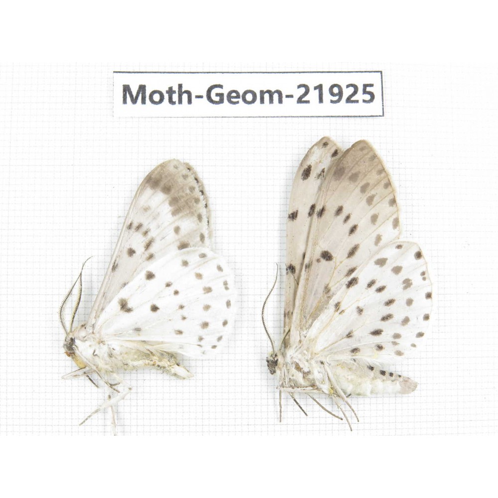 Geometridae sp. China, Tibet, Linzhi, Motuo county. 2Pcs. Moth-Geom-21925.