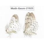 Geometridae sp. China, Tibet, Linzhi, Motuo county. 2Pcs. Moth-Geom-21925.