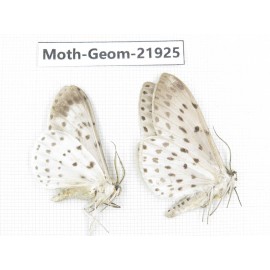 Geometridae sp. China, Tibet, Linzhi, Motuo county. 2Pcs. Moth-Geom-21925.