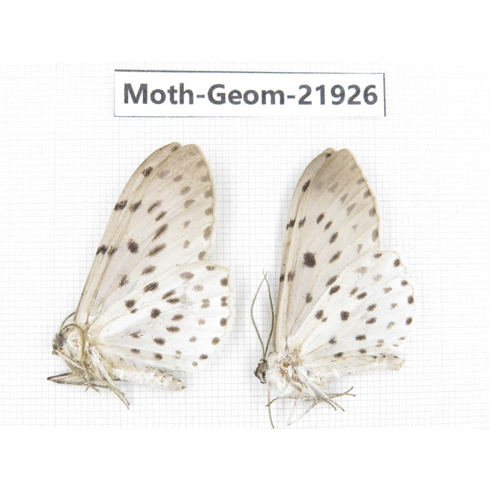Geometridae sp. China, Tibet, Linzhi, Motuo county. 2Pcs. Moth-Geom-21926.