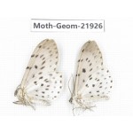 Geometridae sp. China, Tibet, Linzhi, Motuo county. 2Pcs. Moth-Geom-21926.