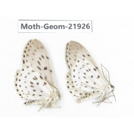 Geometridae sp. China, Tibet, Linzhi, Motuo county. 2Pcs. Moth-Geom-21926.