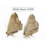 Geometridae sp. China, Tibet, Linzhi, Motuo county. 2Pcs. Moth-Geom-21930.