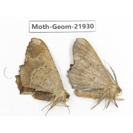 Geometridae sp. China, Tibet, Linzhi, Motuo county. 2Pcs. Moth-Geom-21930.