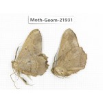 Geometridae sp. China, Tibet, Linzhi, Motuo county. 2Pcs. Moth-Geom-21931.
