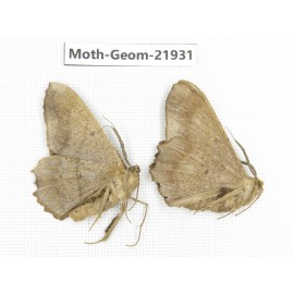 Geometridae sp. China, Tibet, Linzhi, Motuo county. 2Pcs. Moth-Geom-21931.