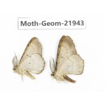Geometridae sp. China, Tibet, Linzhi, Motuo county. 2Pcs. Moth-Geom-21943.