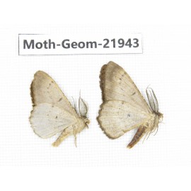 Geometridae sp. China, Tibet, Linzhi, Motuo county. 2Pcs. Moth-Geom-21943.