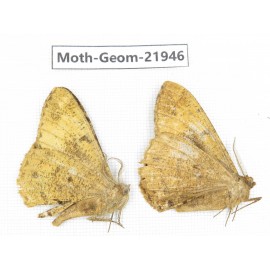 Geometridae sp. China, Tibet, Linzhi, Motuo county. 2Pcs. Moth-Geom-21946.