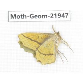 Geometridae sp. China, Tibet, Linzhi, Motuo county. 1Pcs. Moth-Geom-21947.