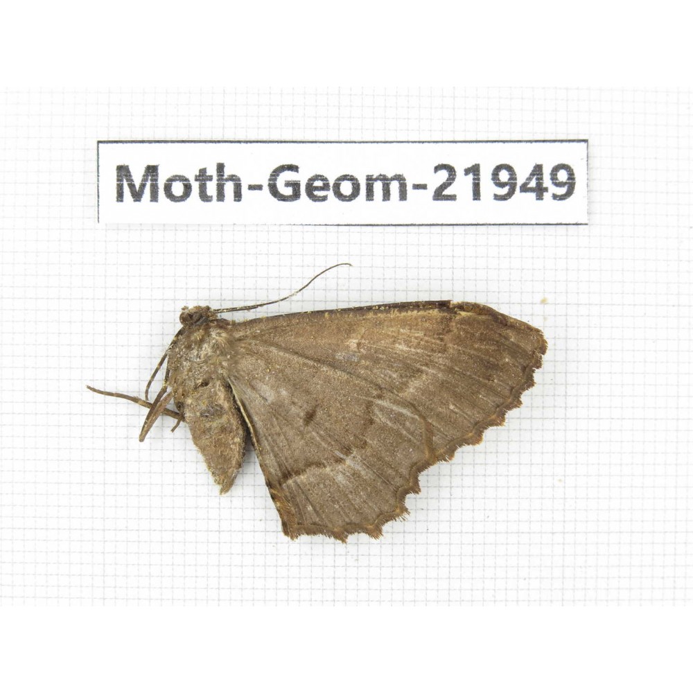 Geometridae sp. China, Tibet, Linzhi, Motuo county. 1Pcs. Moth-Geom-21949.