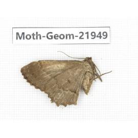 Geometridae sp. China, Tibet, Linzhi, Motuo county. 1Pcs. Moth-Geom-21949.
