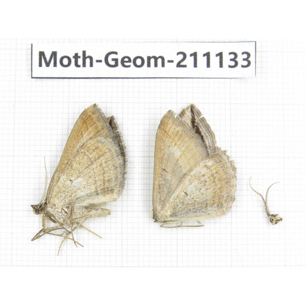 Geometridae sp. China, Tibet, Qamdo, Gongjue county. 2Pcs. Moth-Geom-211133.