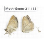 Geometridae sp. China, Tibet, Qamdo, Gongjue county. 2Pcs. Moth-Geom-211133.
