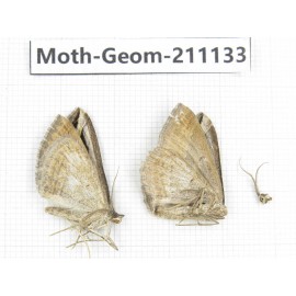 Geometridae sp. China, Tibet, Qamdo, Gongjue county. 2Pcs. Moth-Geom-211133.