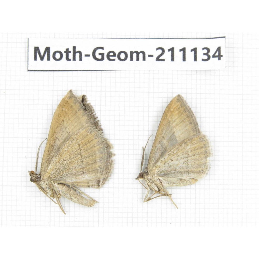 Geometridae sp. China, Tibet, Qamdo, Gongjue county. 2Pcs. Moth-Geom-211134.