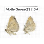 Geometridae sp. China, Tibet, Qamdo, Gongjue county. 2Pcs. Moth-Geom-211134.
