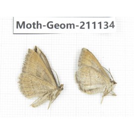 Geometridae sp. China, Tibet, Qamdo, Gongjue county. 2Pcs. Moth-Geom-211134.