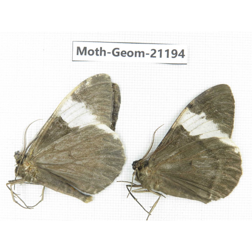 Geometridae sp. China, Tibet, Xigaze, Dingjie county, Chentang valley. 2Pcs. Moth-Geom-21194.