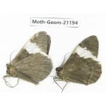 Geometridae sp. China, Tibet, Xigaze, Dingjie county, Chentang valley. 2Pcs. Moth-Geom-21194.