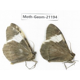 Geometridae sp. China, Tibet, Xigaze, Dingjie county, Chentang valley. 2Pcs. Moth-Geom-21194.
