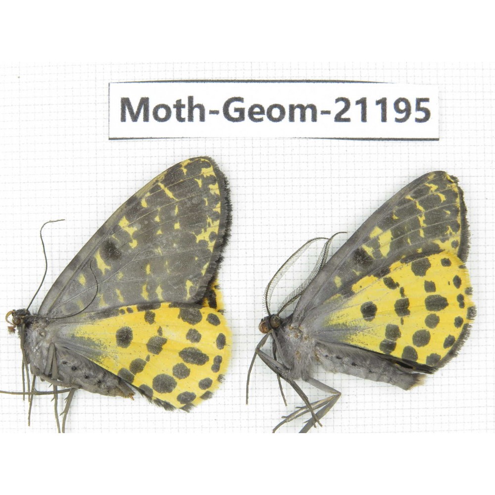 Geometridae sp. China, Tibet, Xigaze, Dingjie county, Chentang valley. 2Pcs. Moth-Geom-21195.