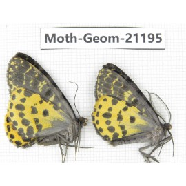 Geometridae sp. China, Tibet, Xigaze, Dingjie county, Chentang valley. 2Pcs. Moth-Geom-21195.